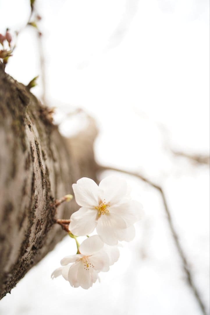 【動作確認済】Nikon Ai-s 28mm f2.8 純正付属品&初期保証付