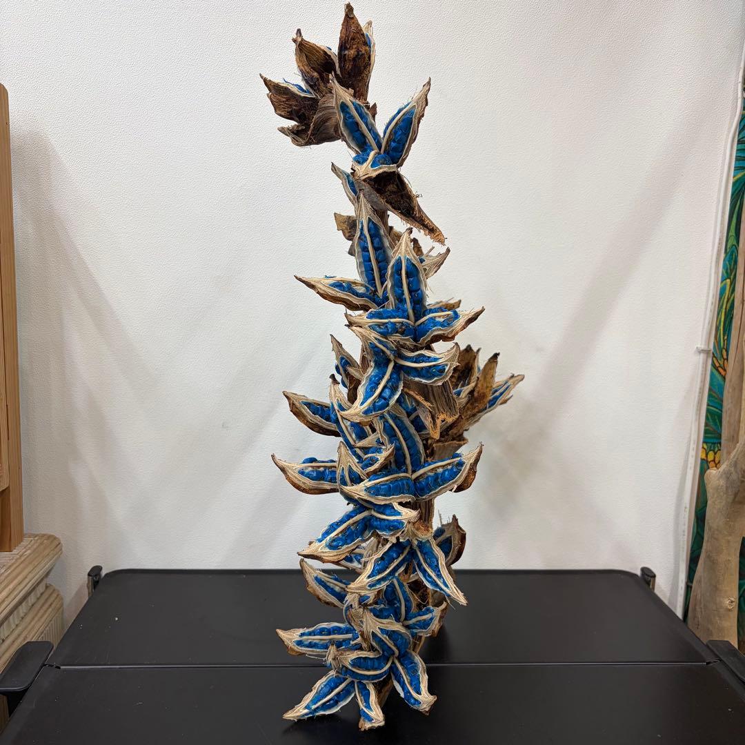 旅人の木A級品　8節