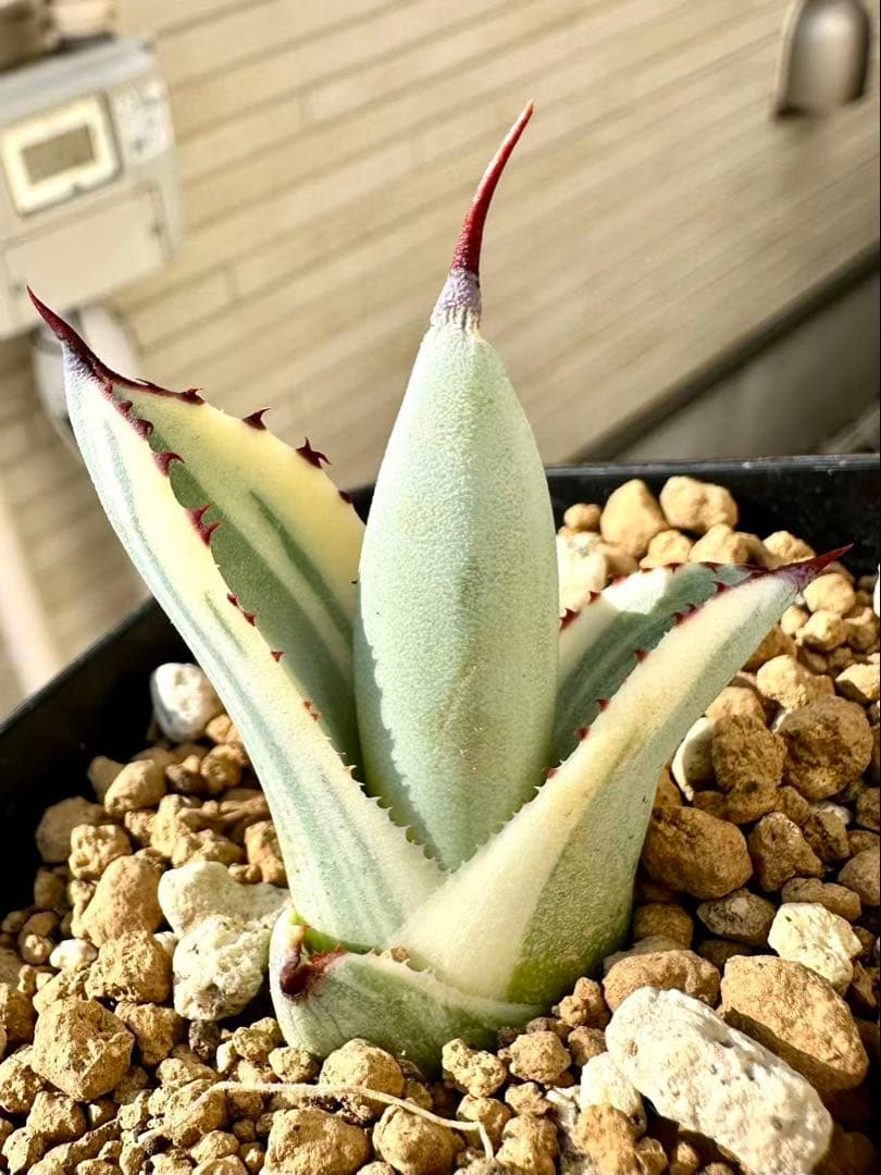 アガベ　パリートランカータ　オリザバ　 orizaba 発根済み極上斑入り美株