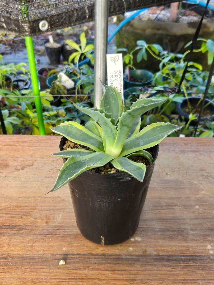 ☆アガベ☆オバティフォリア　オルカ☆希少☆4号ポット☆1月8日以降☆