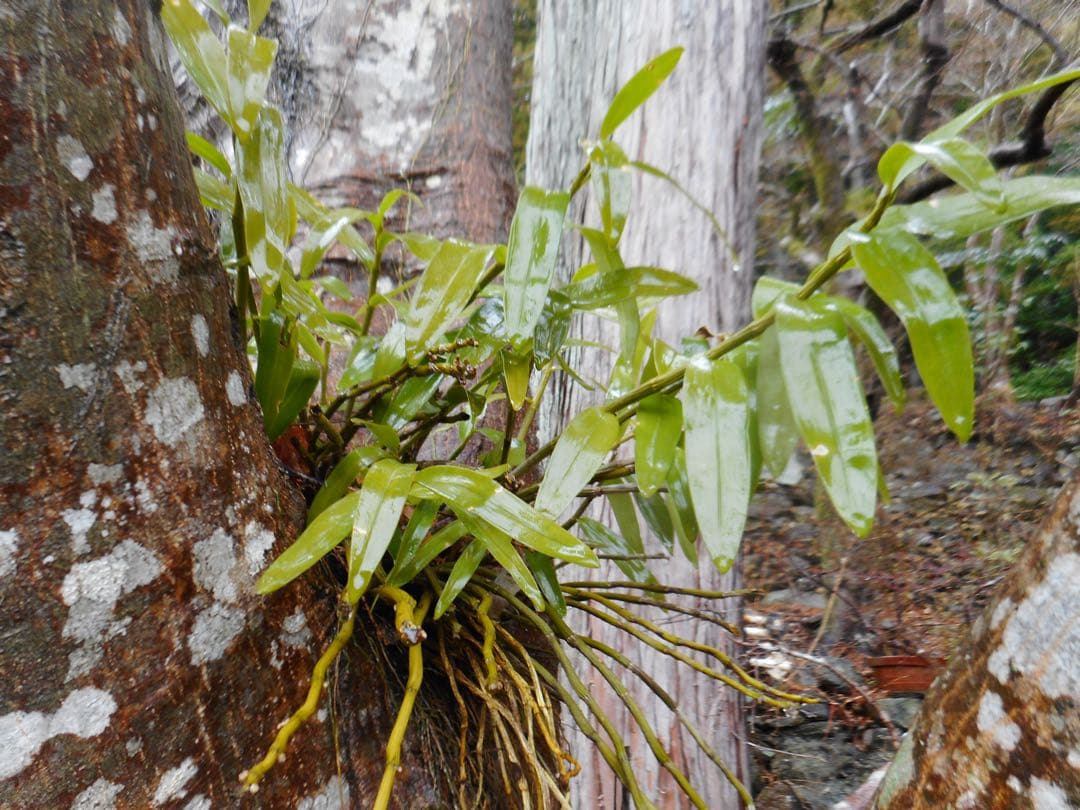 Nikon coolpix A300 ニコン　コンデジ　SDカード付【2GB】