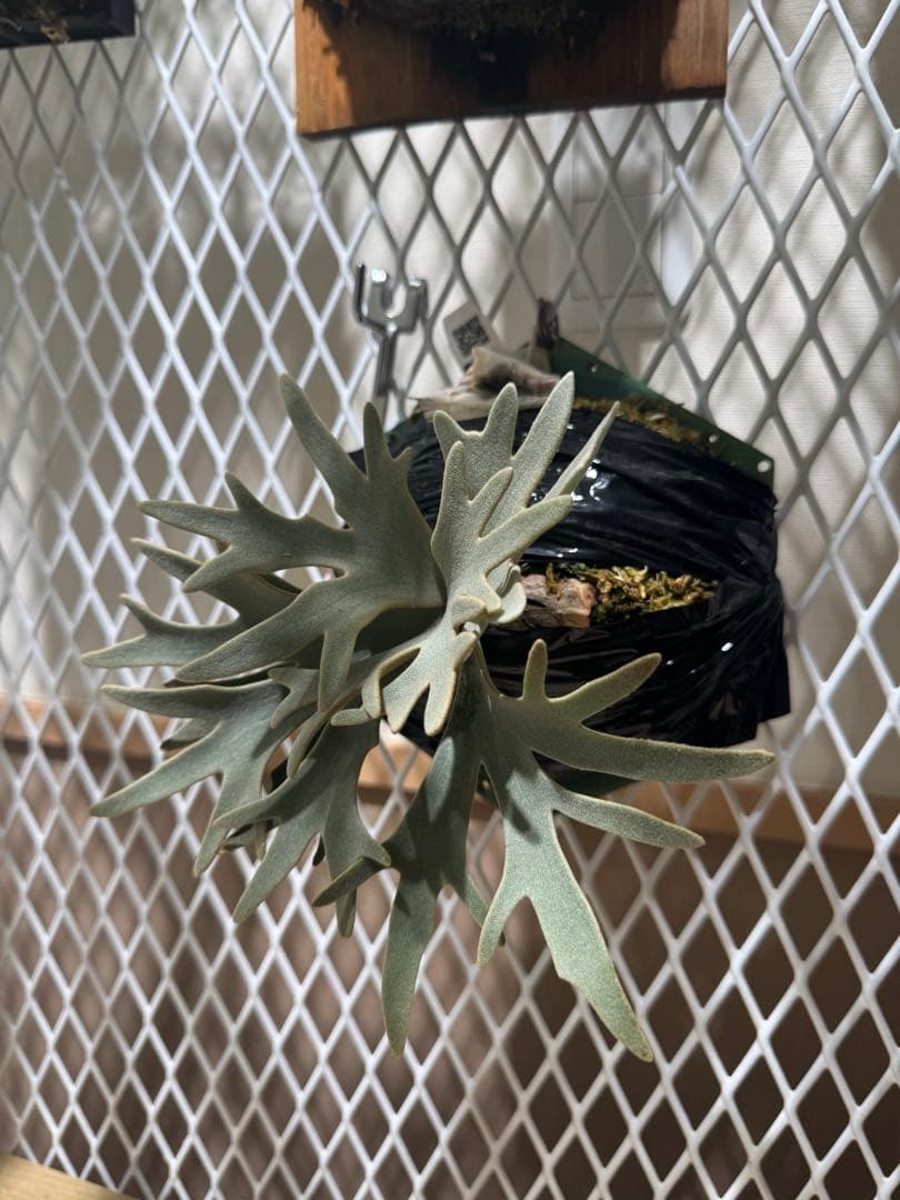 ビカクシダ　OMG スポア　親株