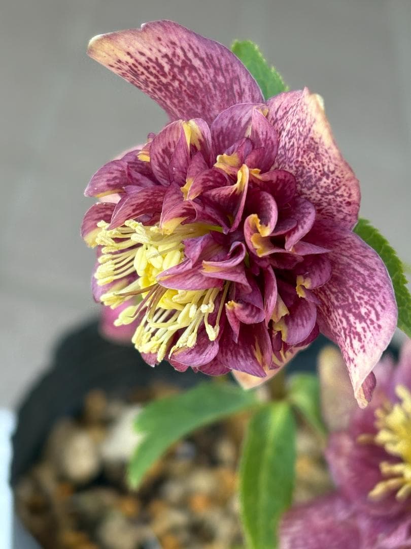 認定　アンティークモーリー　クリスマスローズ開花株