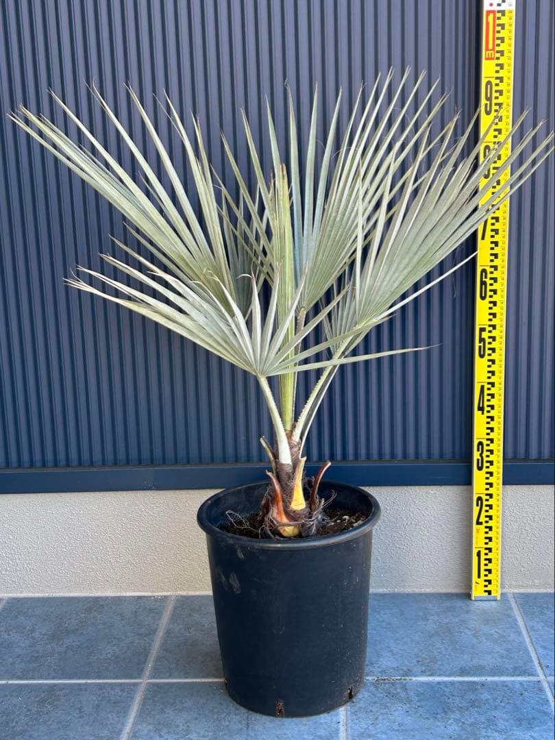 ブラヘアアルマータ　極太株　幹幅12センチ　9号鉢