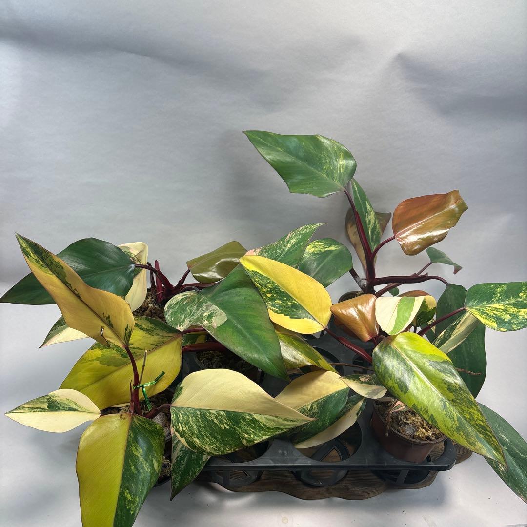 す*る様 ５株セットms83フィロデンドロン ストロベリー シェイク