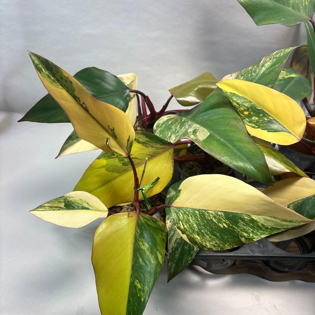 す*る様 ５株セットms83フィロデンドロン ストロベリー シェイク