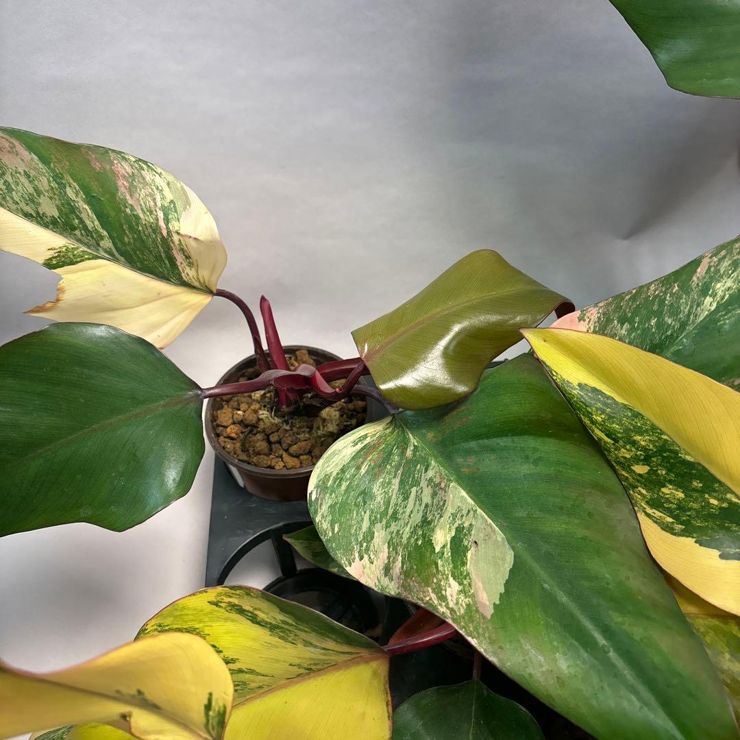 す*る様 ５株セットms83フィロデンドロン ストロベリー シェイク