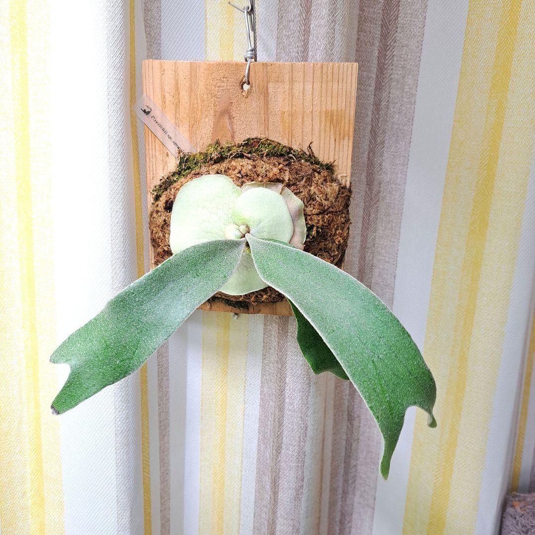 P.veitchii sp. sporeling TIP#11 株分け