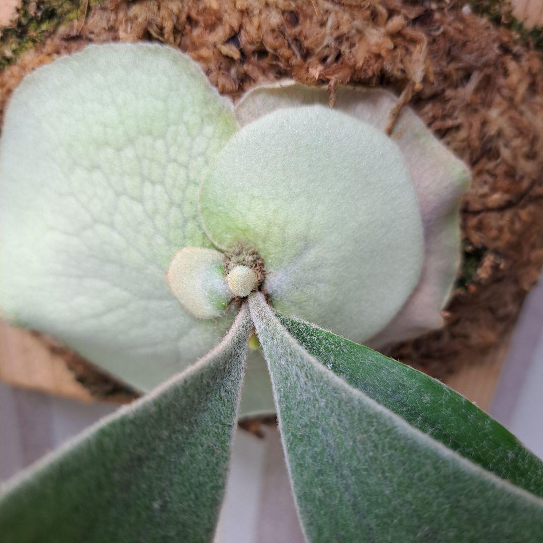 P.veitchii sp. sporeling TIP#11 株分け