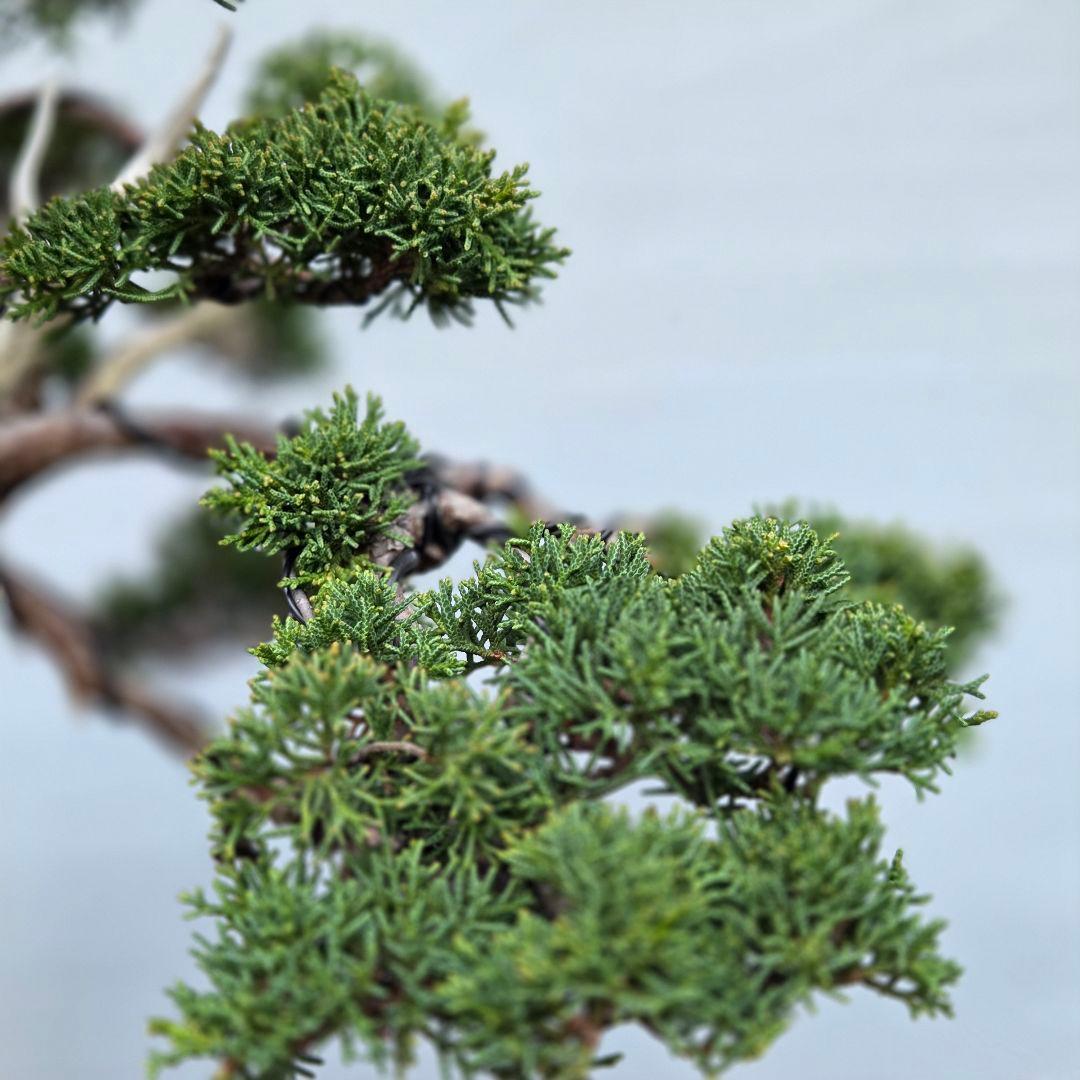 真柏　[模様木]　大品盆栽