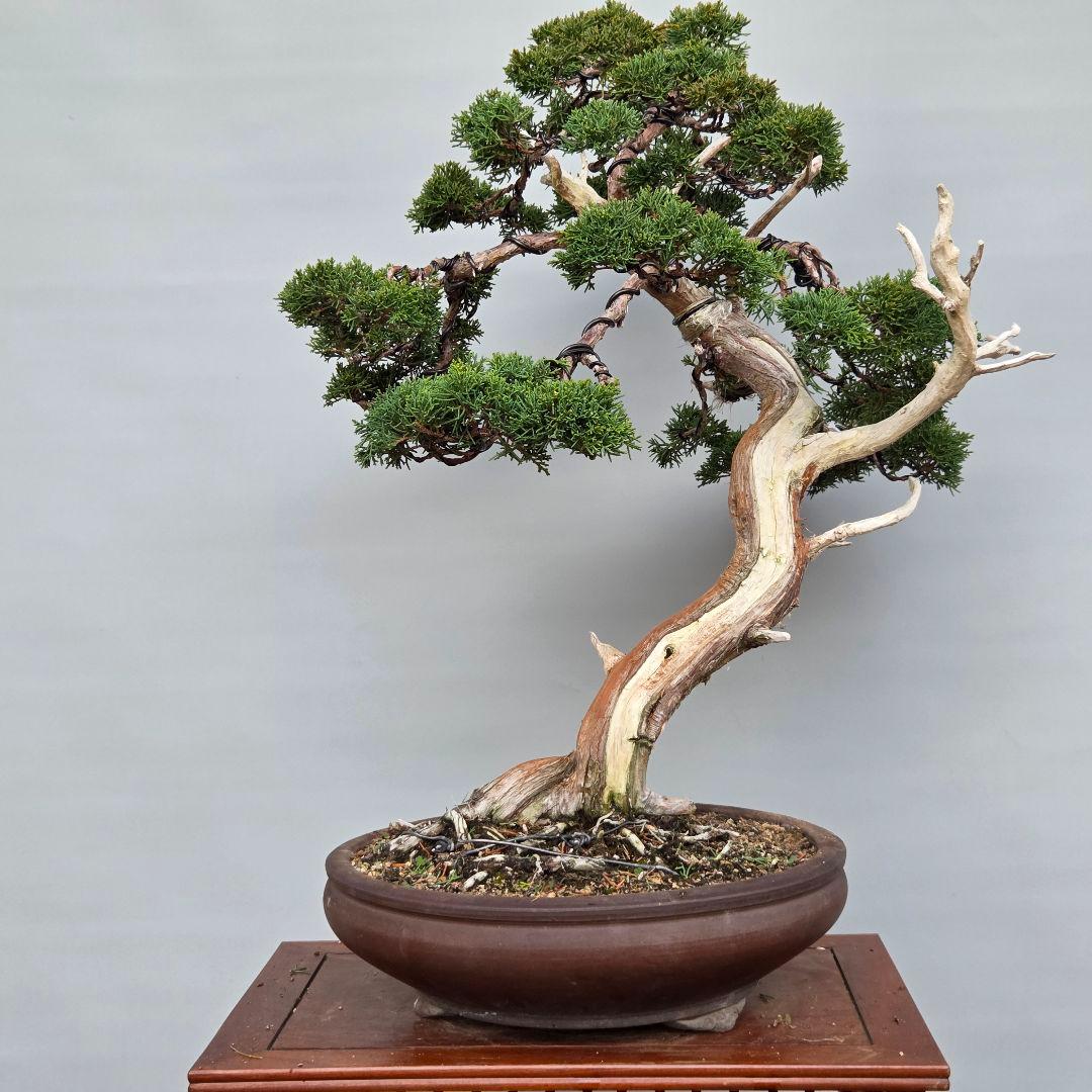 真柏　[模様木]　大品盆栽