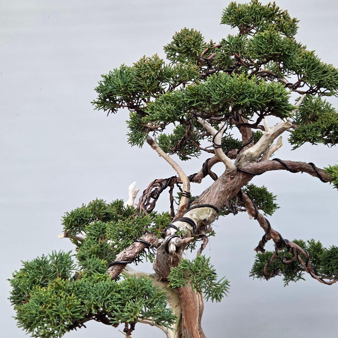 真柏　[模様木]　大品盆栽