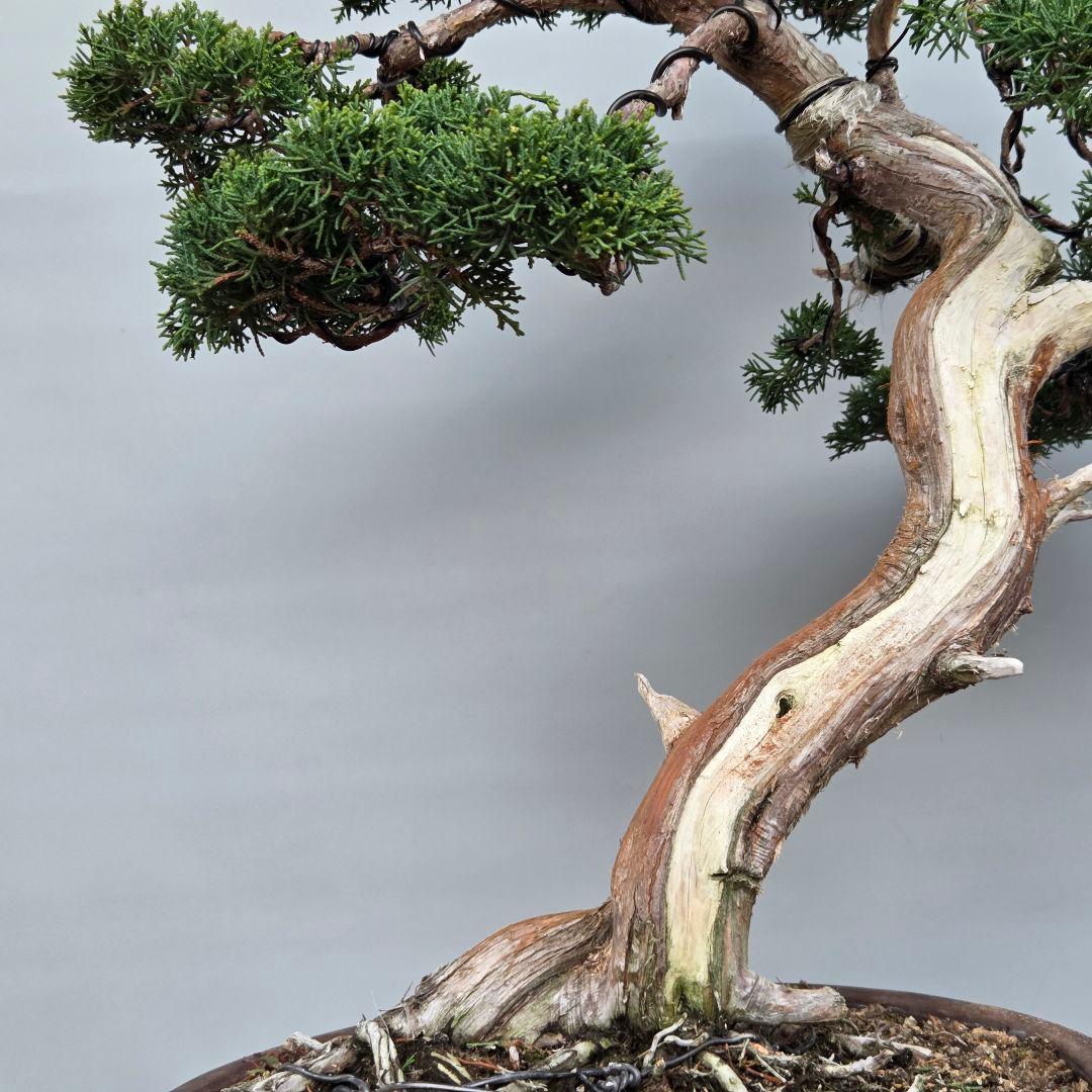 真柏　[模様木]　大品盆栽