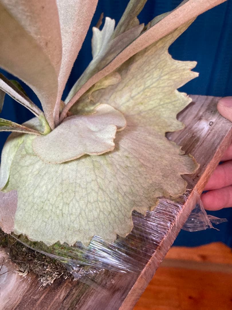 ビカクシダveitchii Auburn  ARS( mvs)