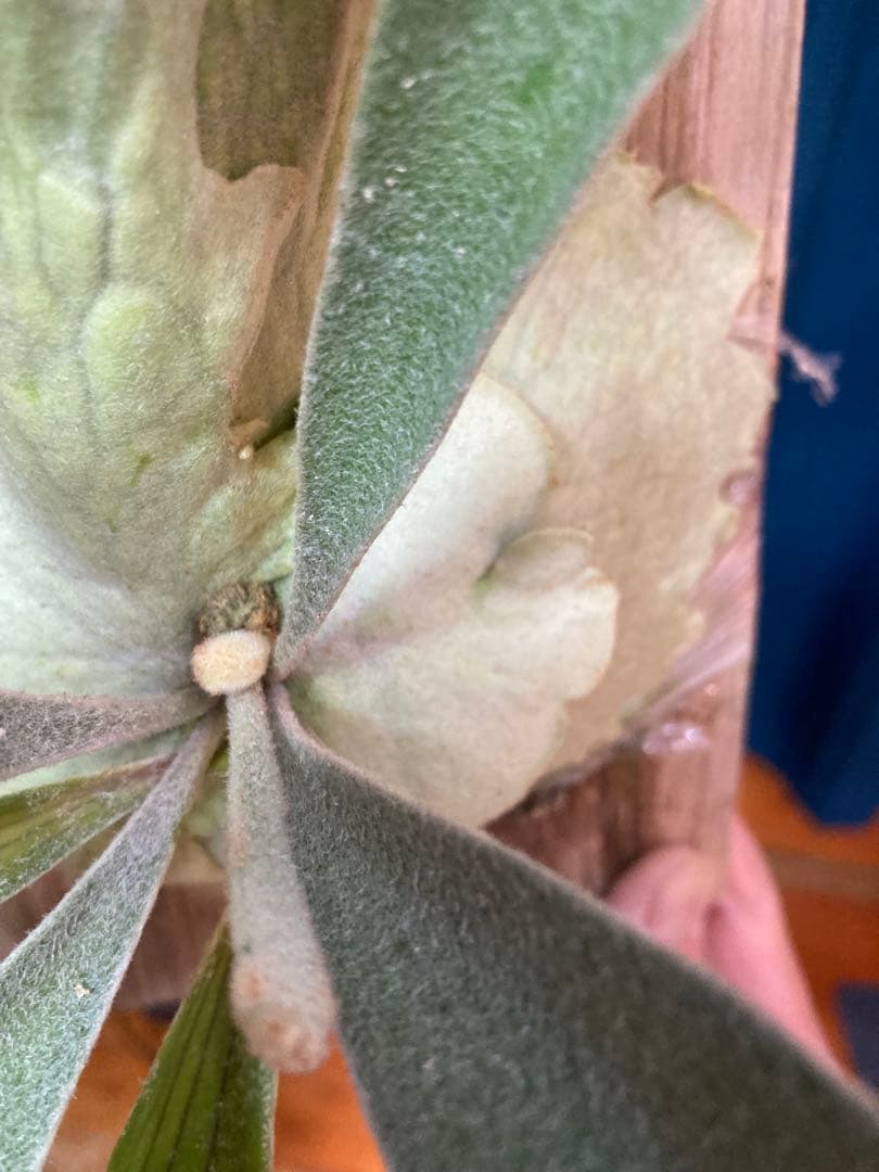 ビカクシダveitchii Auburn  ARS( mvs)