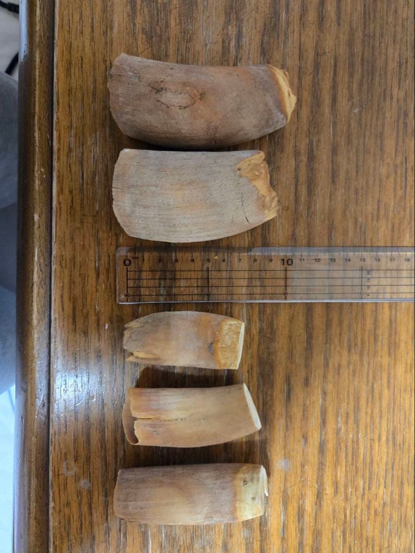 マッコウクジラの歯5個セット