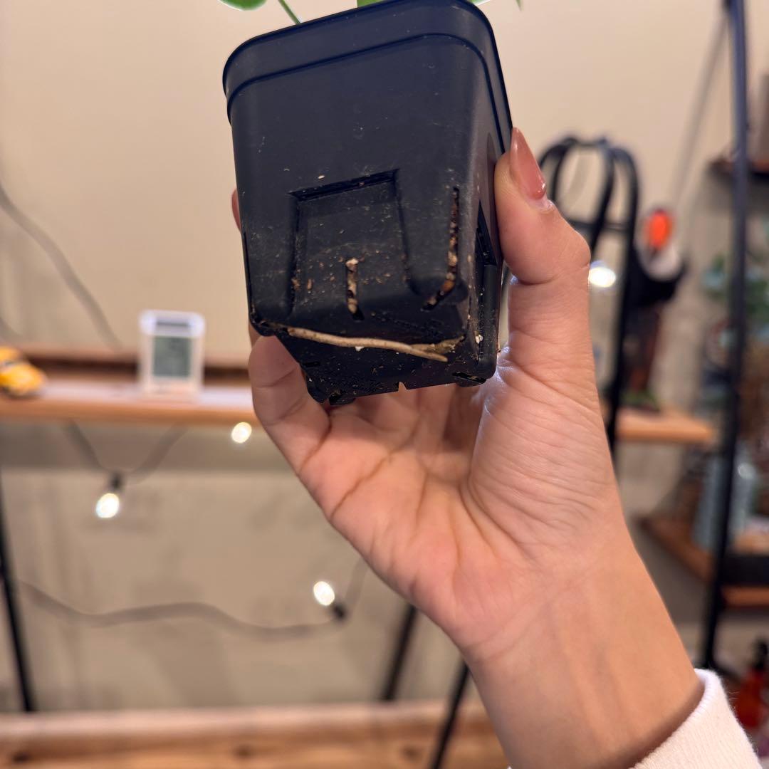 マ*ン様 45 モンステラ　デリシオーサ　バルバソー　斑入り　希少モンステラ　T