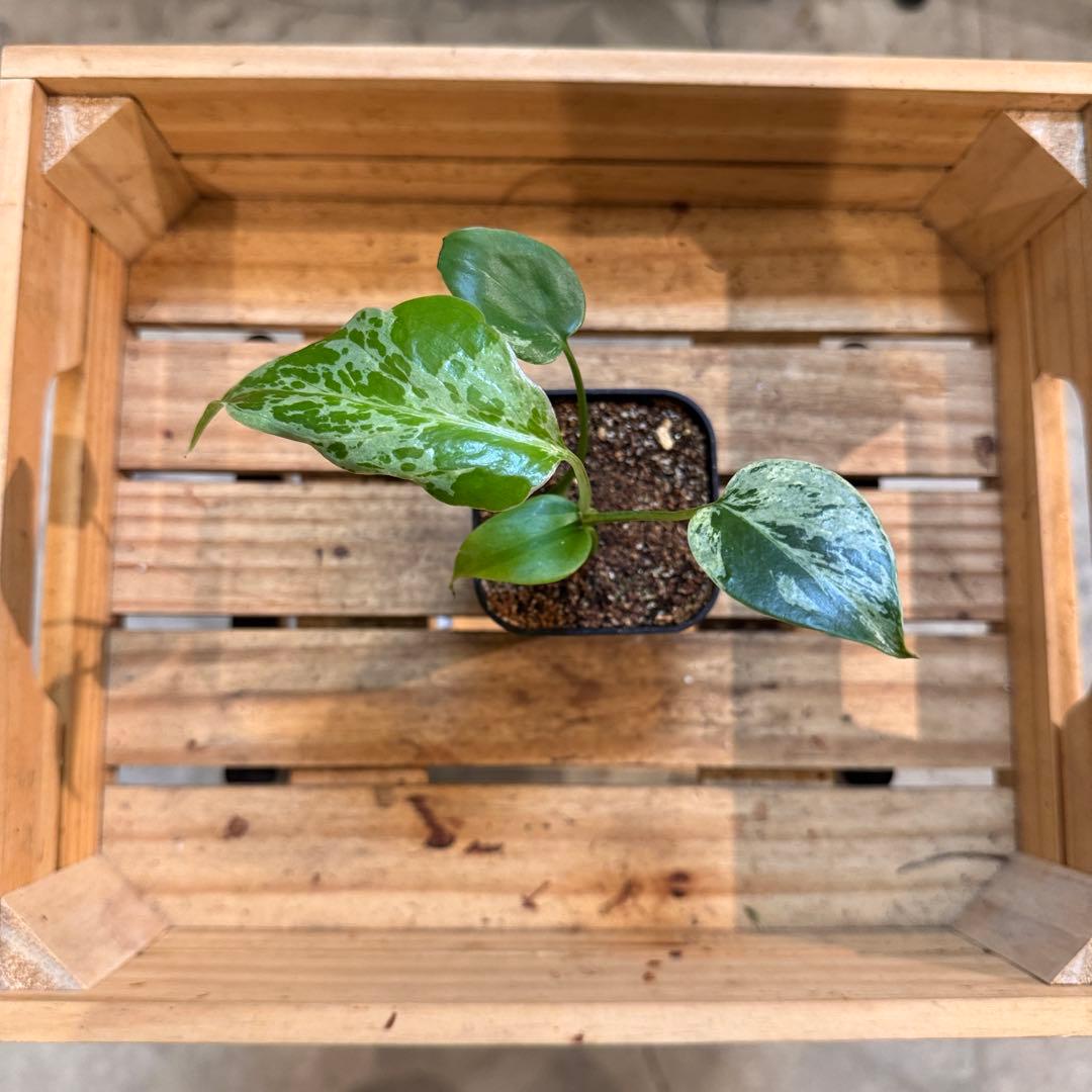 マ*ン様 45 モンステラ　デリシオーサ　バルバソー　斑入り　希少モンステラ　T