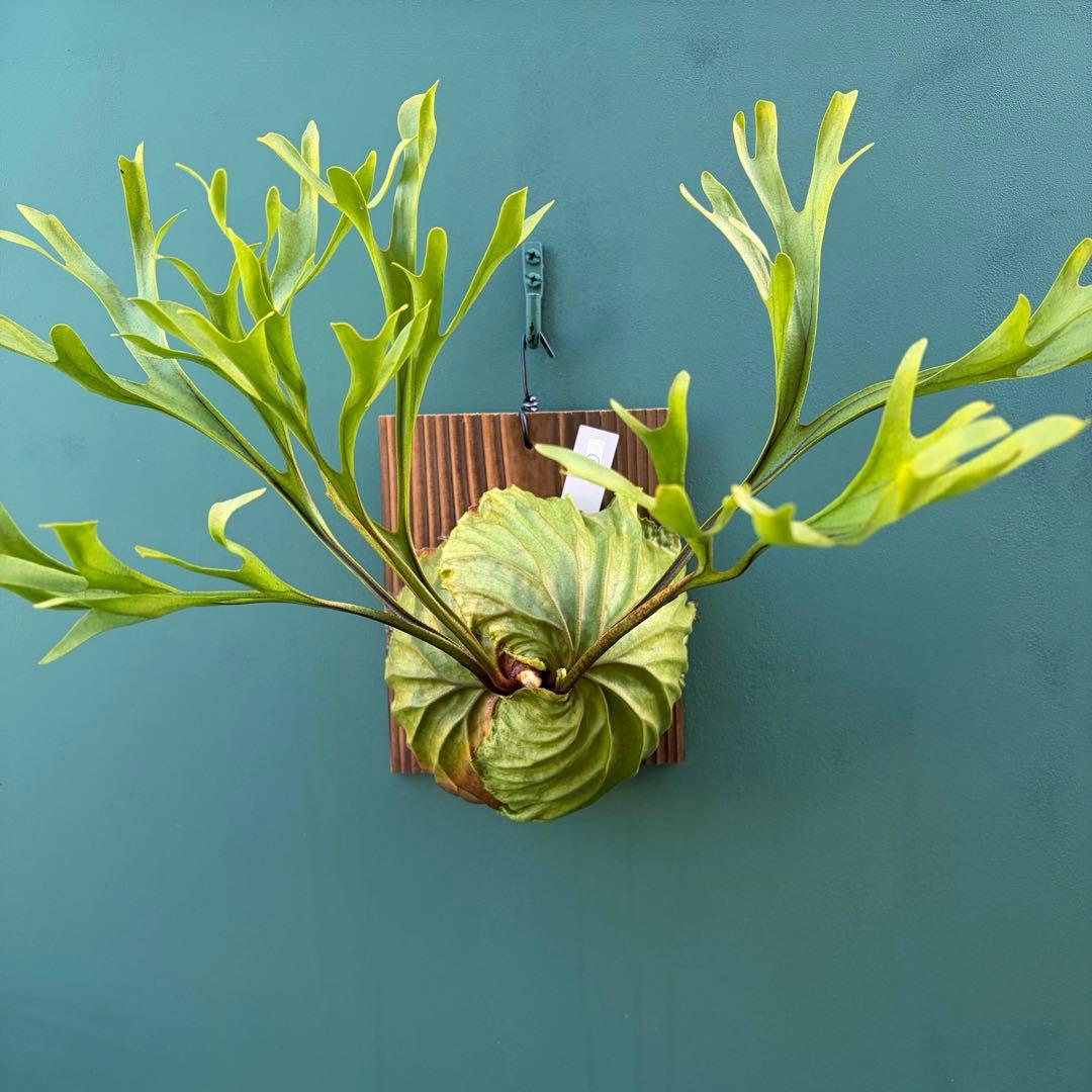 た*だ様 ビカクシダ・リドレイ　シンフォーム　細葉　板付け③