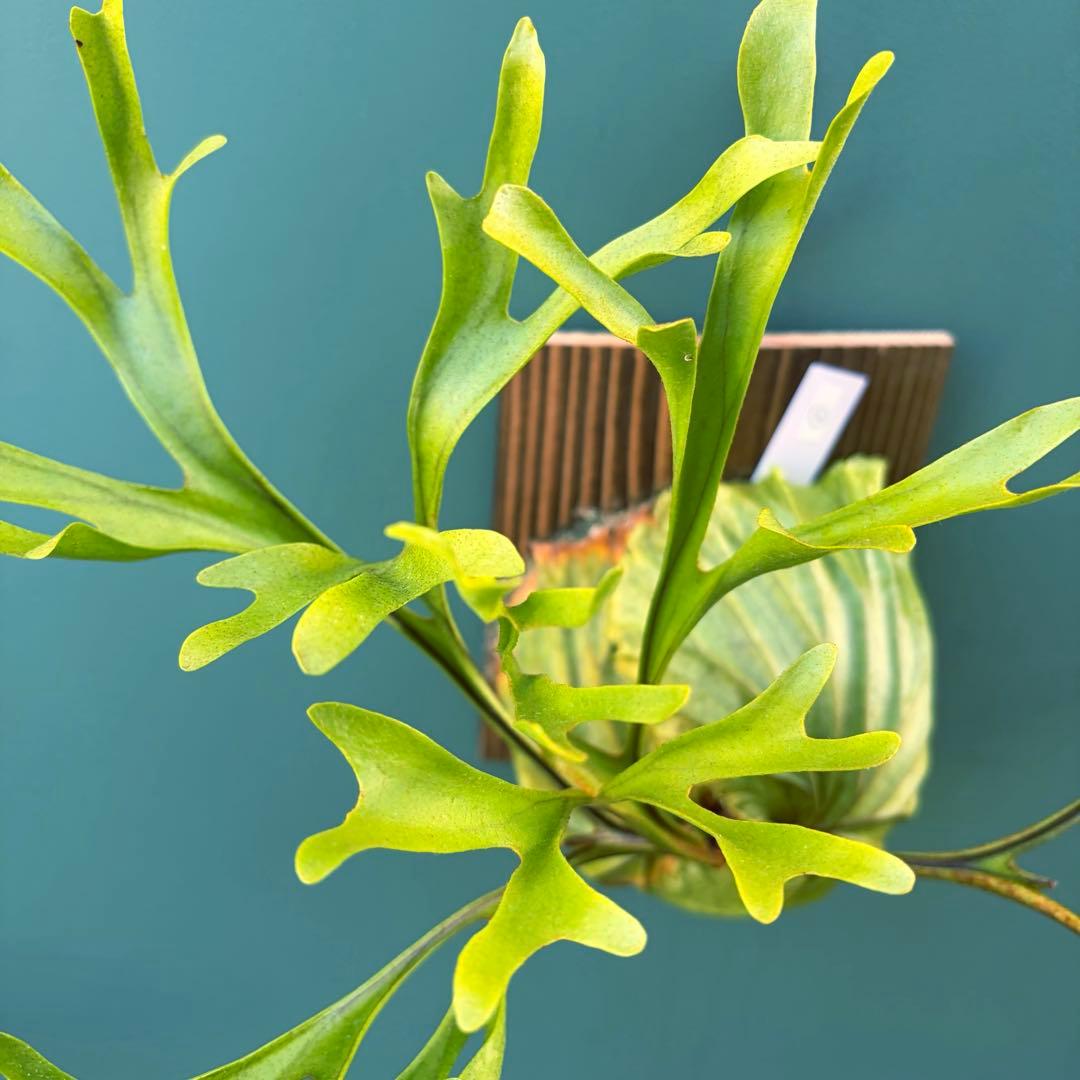 た*だ様 ビカクシダ・リドレイ　シンフォーム　細葉　板付け③