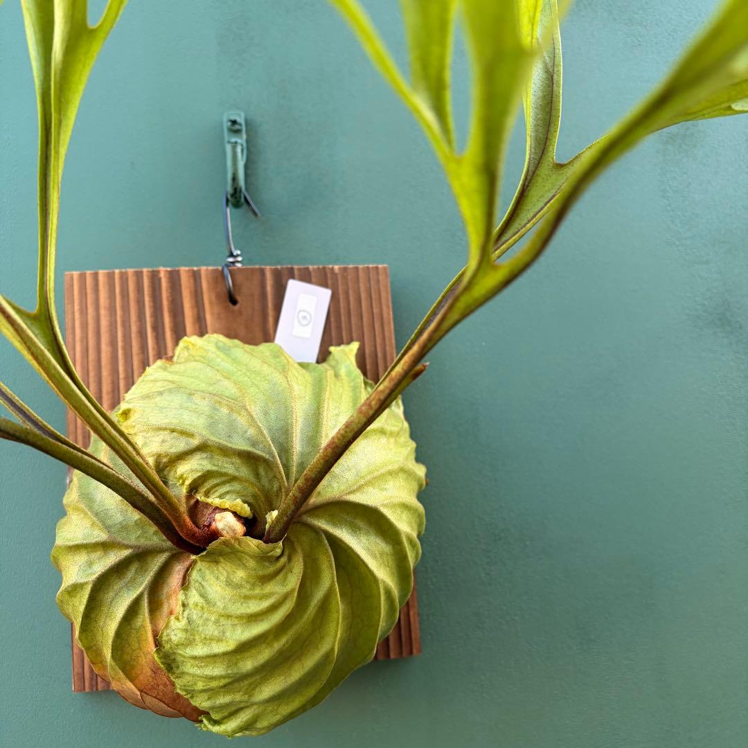 た*だ様 ビカクシダ・リドレイ　シンフォーム　細葉　板付け③