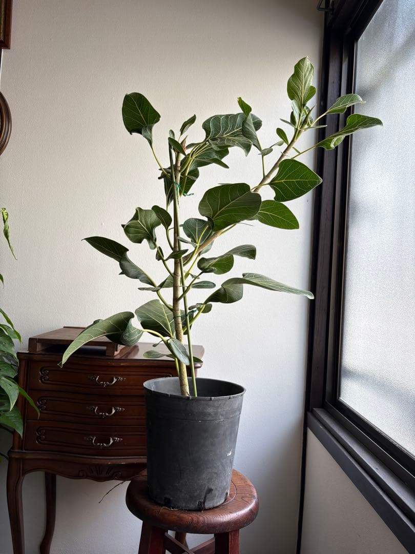 フィカス　クリシュナ 7号鉢 大株