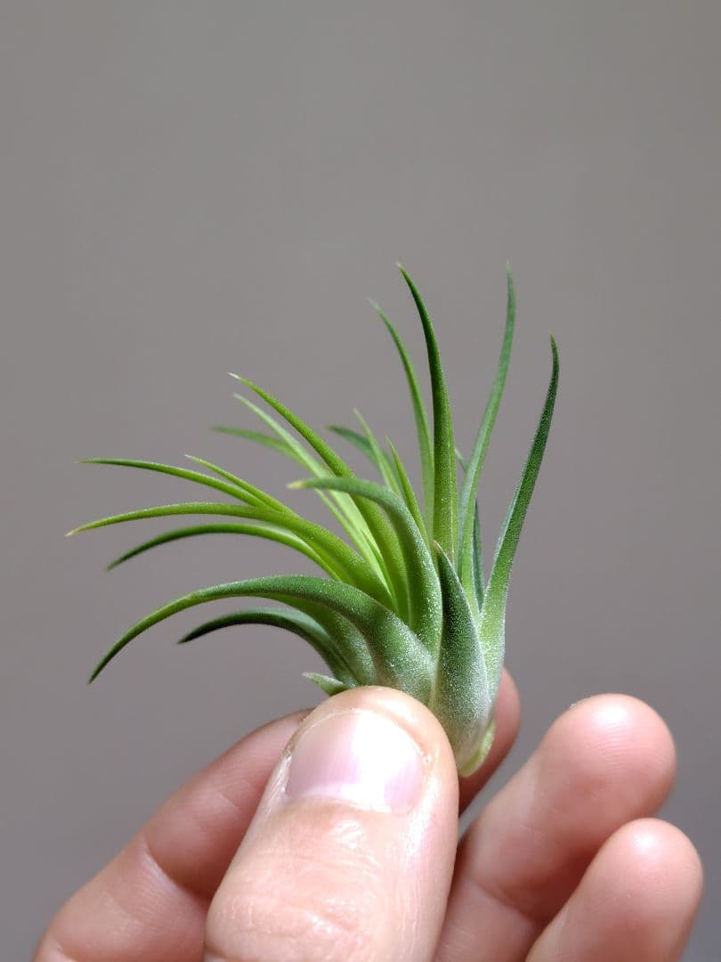 P*J様 新春セール イオナンタ ヘッジホッグ from TI