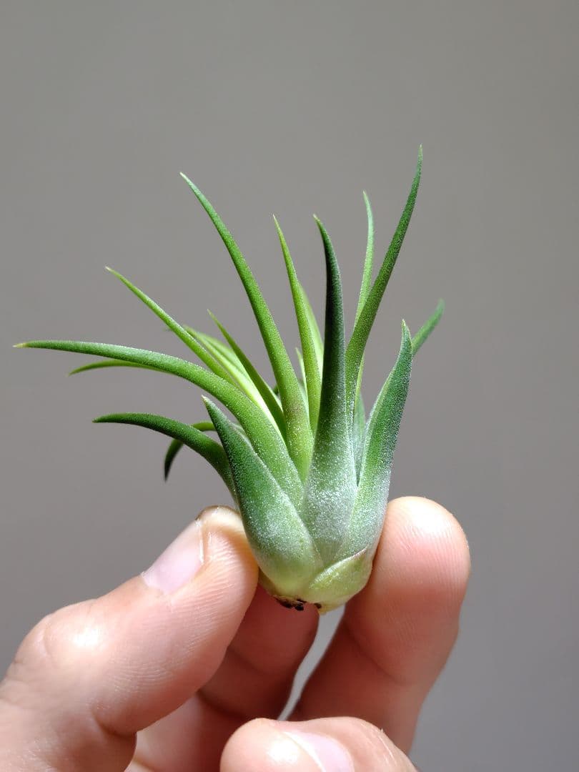 P*J様 新春セール イオナンタ ヘッジホッグ from TI