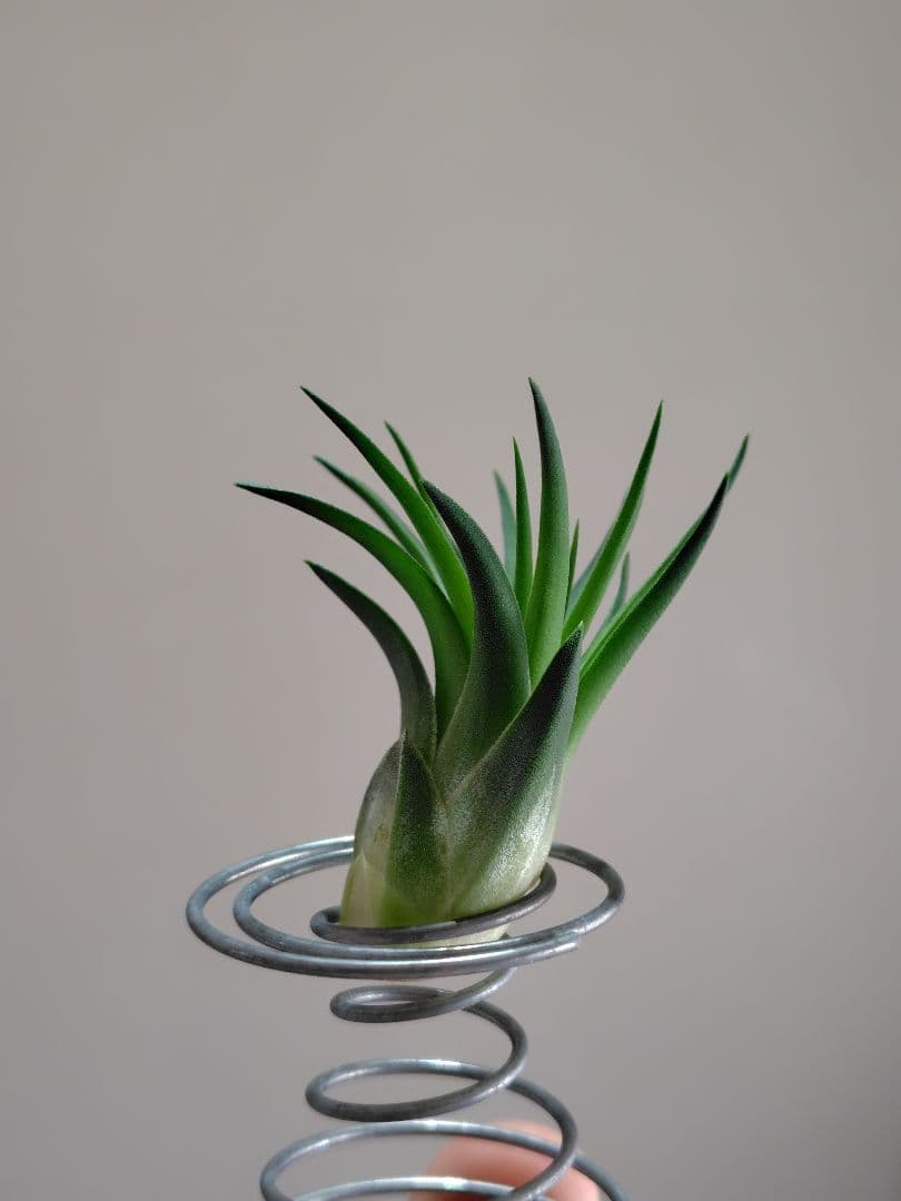 P*J様 新春セール イオナンタ ヘッジホッグ from TI