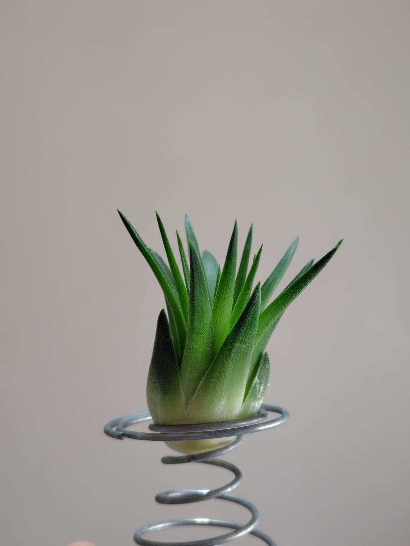 P*J様 新春セール イオナンタ ヘッジホッグ from TI