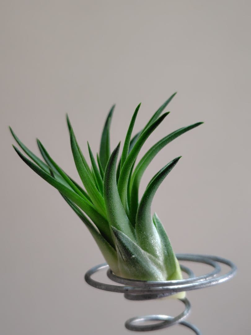 P*J様 新春セール イオナンタ ヘッジホッグ from TI