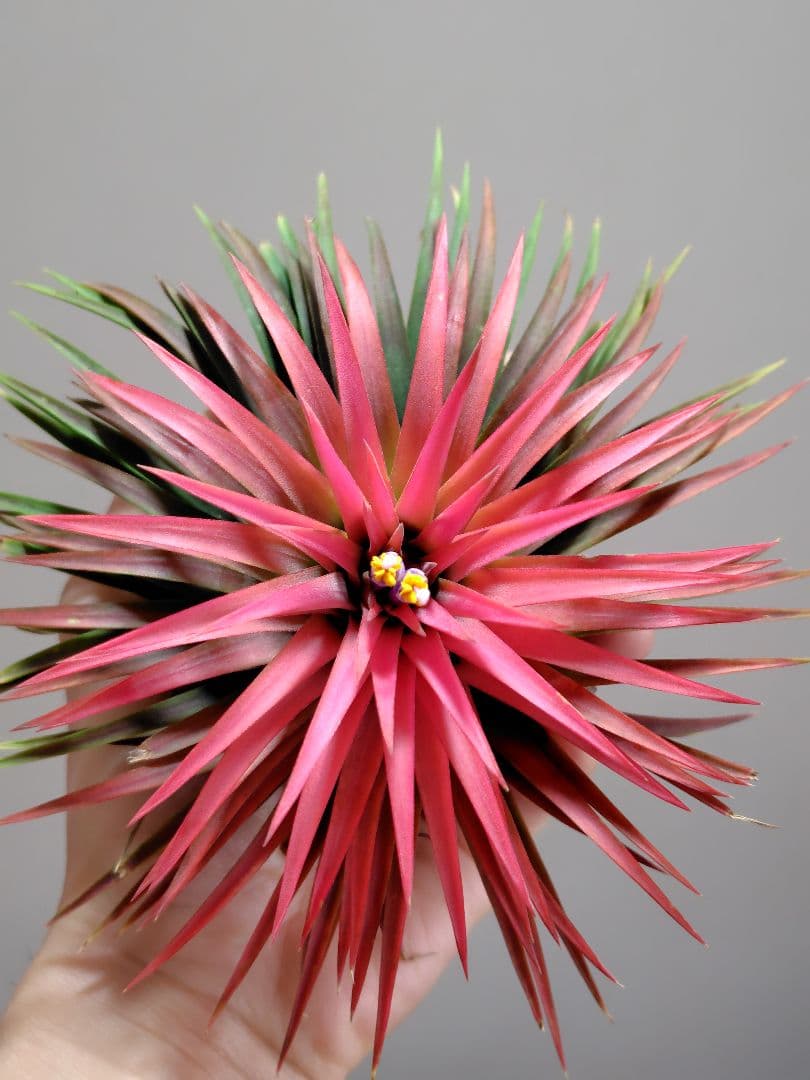 P*J様 新春セール イオナンタ ヘッジホッグ from TI