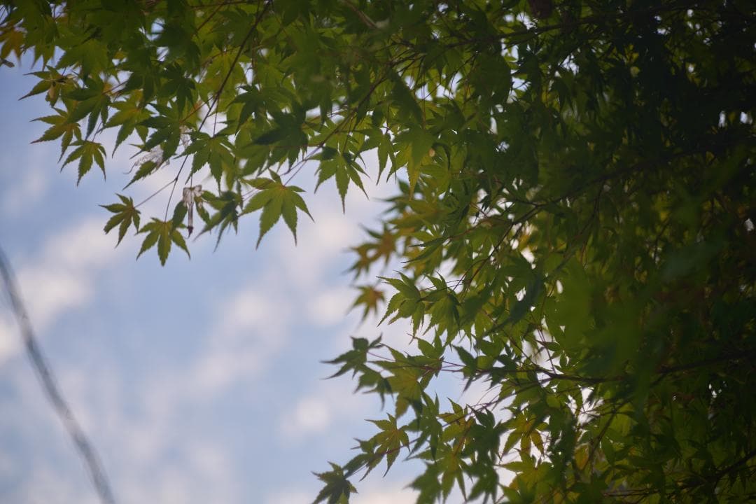 Leica Summicron 5cm F2 沈胴式 Mマウント