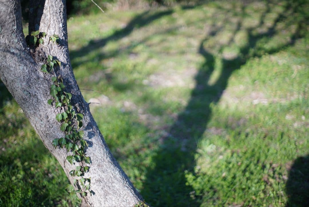 PENTAX S-M-C TAKUMAR 50mm f1.4 純正付属品付き