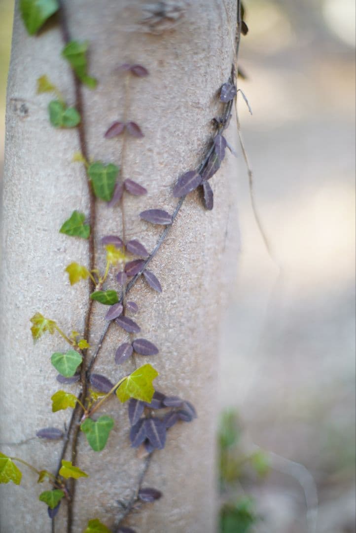 PENTAX S-M-C TAKUMAR 50mm f1.4 純正付属品付き