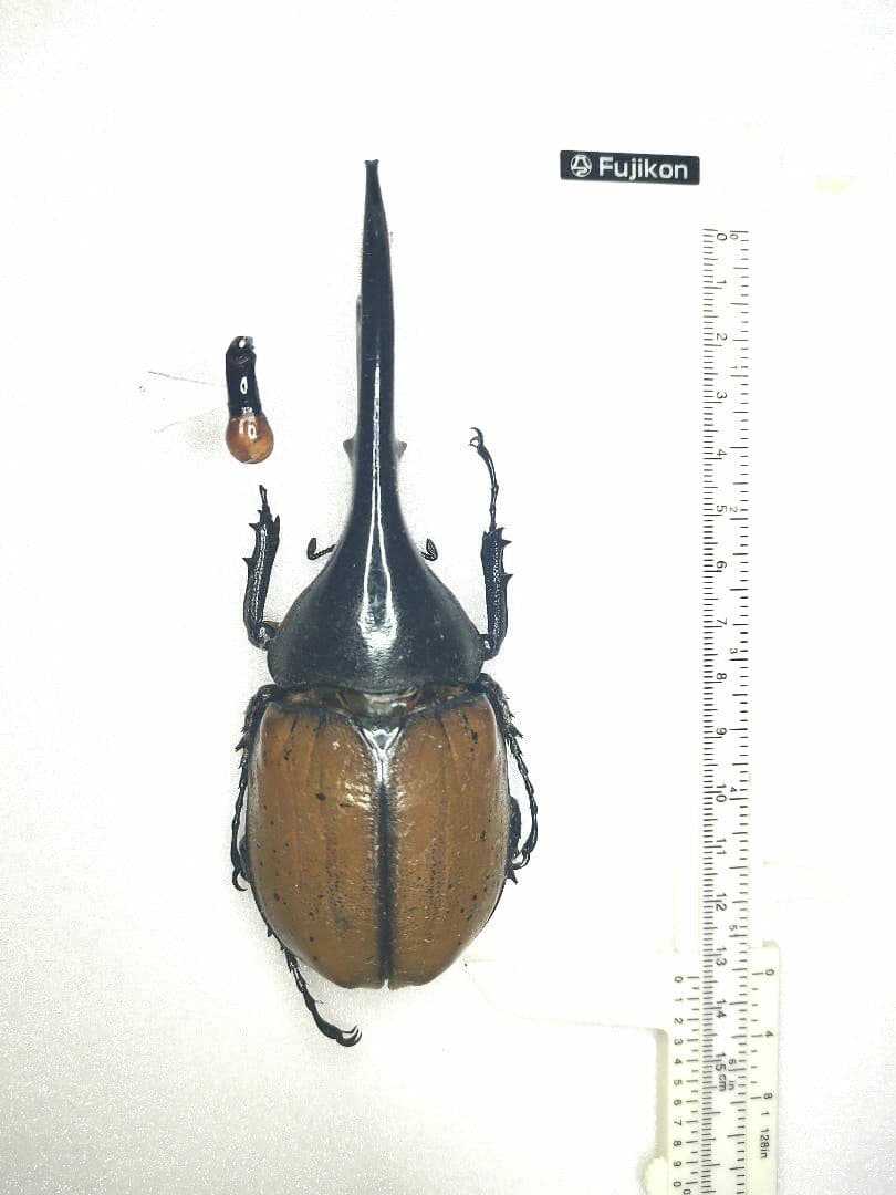 ヘラクレス3亜種 バリエーションセット