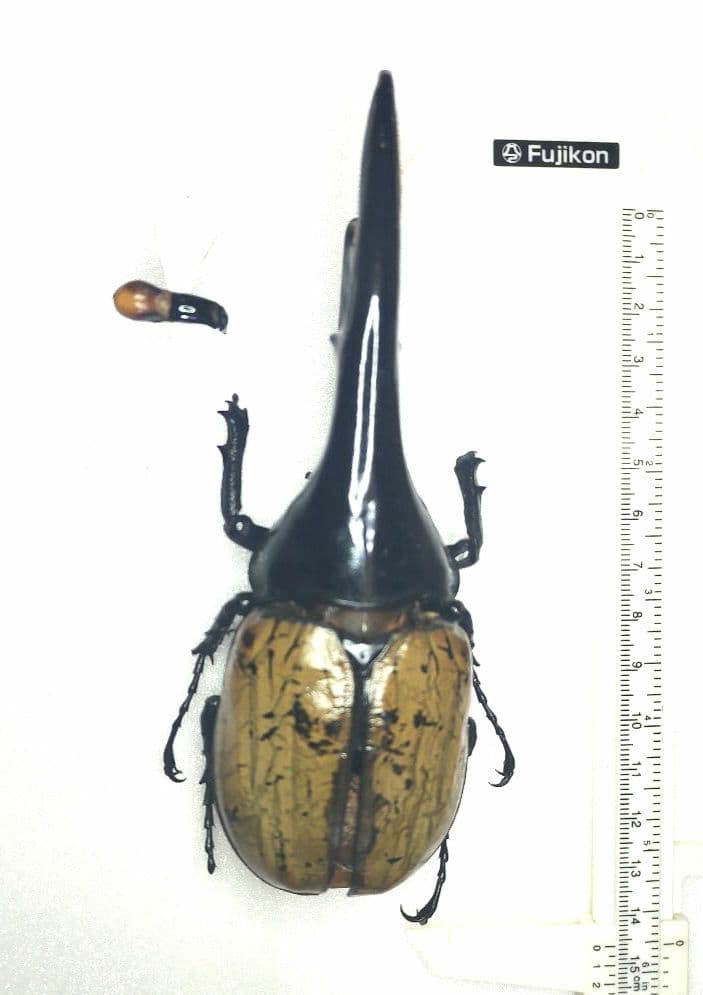 ヘラクレス3亜種 バリエーションセット