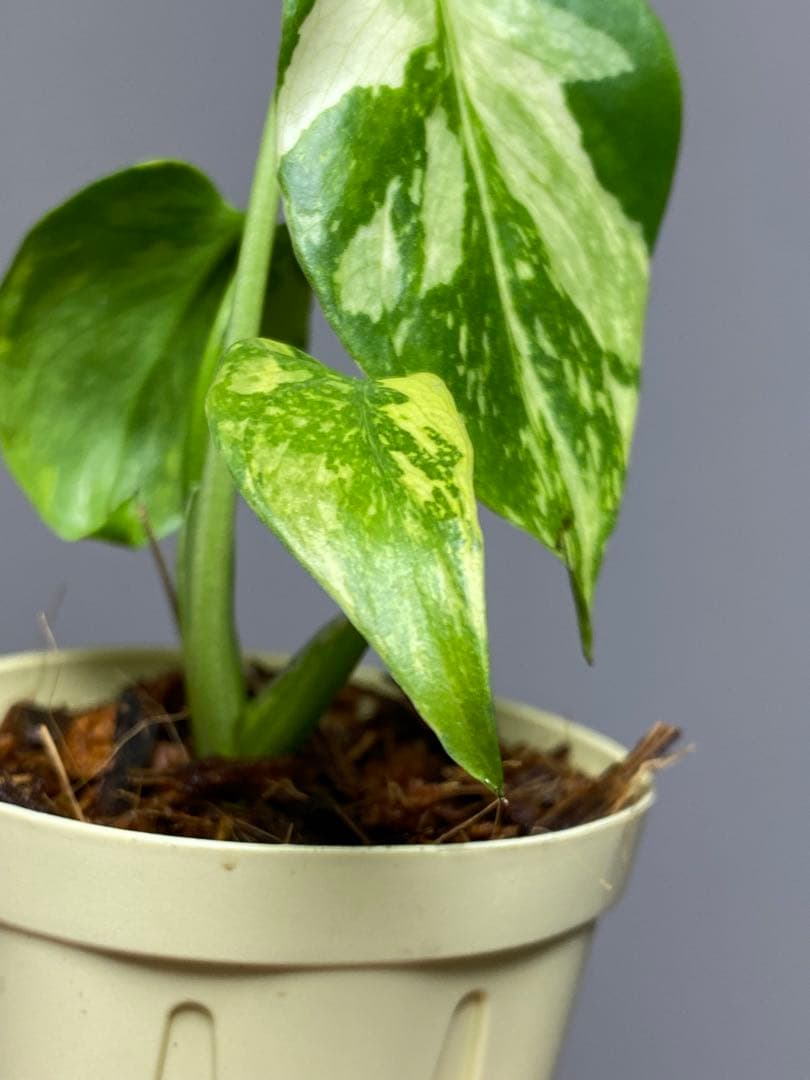 S*L様 ①【超希少‼️】モンステラ　エレクトロライト　斑入り　レア　人気　メル