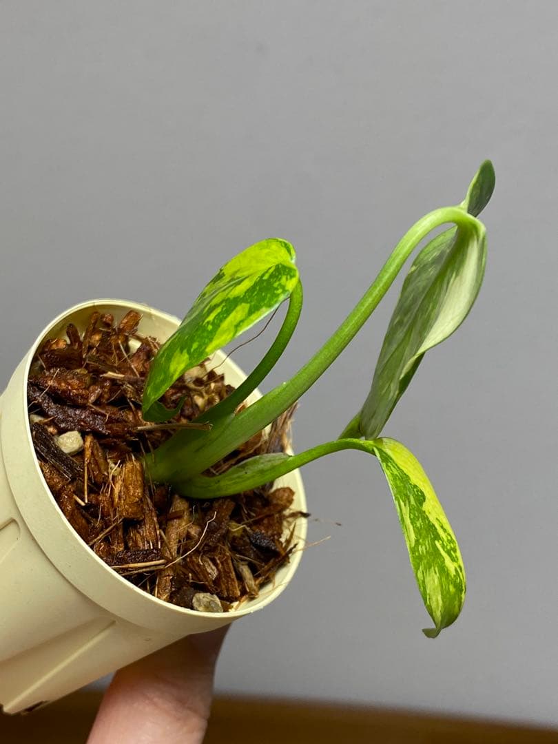 S*L様 ①【超希少‼️】モンステラ　エレクトロライト　斑入り　レア　人気　メル