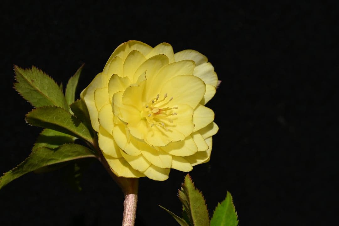 クリスマスローズ　認定かぐや姫　グロスかぐや姫交配　加藤農園