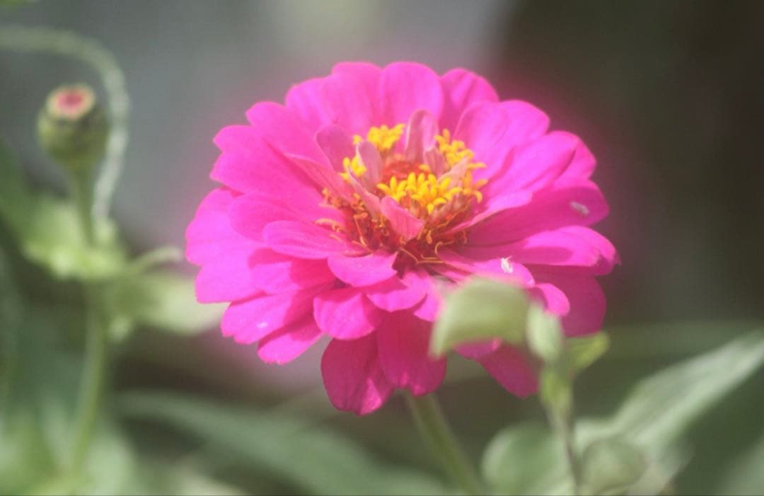 ✨背景ボケ✨Canon EF 100-300mm 望遠レンズ 初心者でも◎