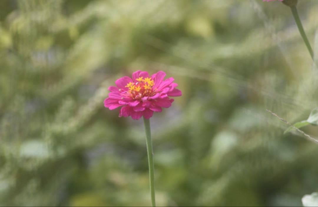 ✨背景ボケ✨Canon EF 100-300mm 望遠レンズ 初心者でも◎