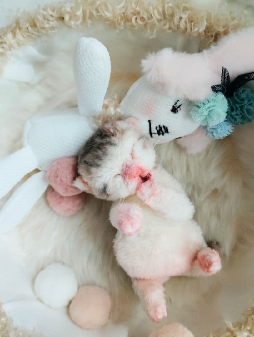 お世話してね❤生後１日子猫ちゃん♡バスケットとクマたん♡アートドール♡ぬいぐるみ