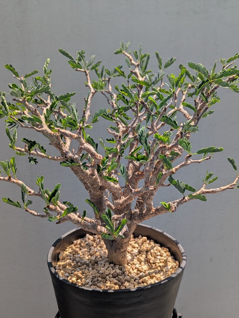 火*＠様 1/31までセール！センナ メリディオナリス　美株