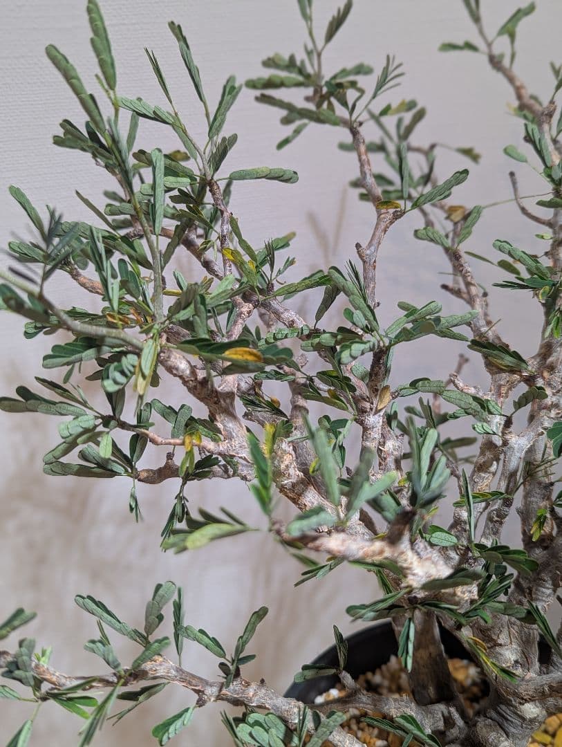 火*＠様 1/31までセール！センナ メリディオナリス　美株