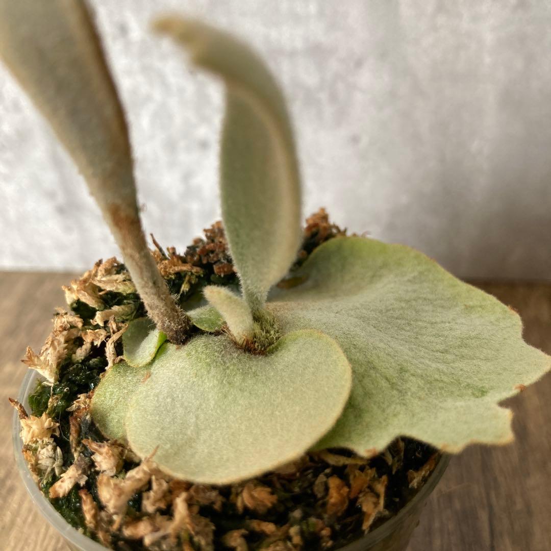 ビカクシダ ペドロ　P.willinckii cv.Pedro OC株