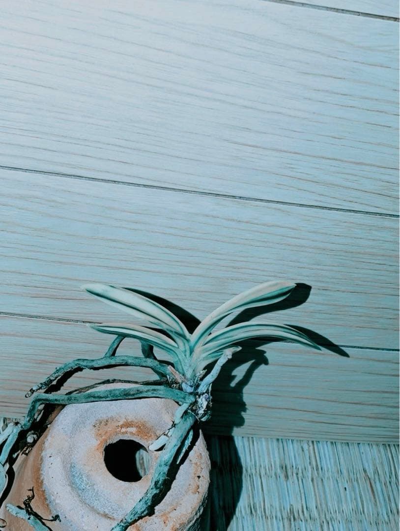 【むっちゃんさん専用品】富貴蘭「不老白」最上柄