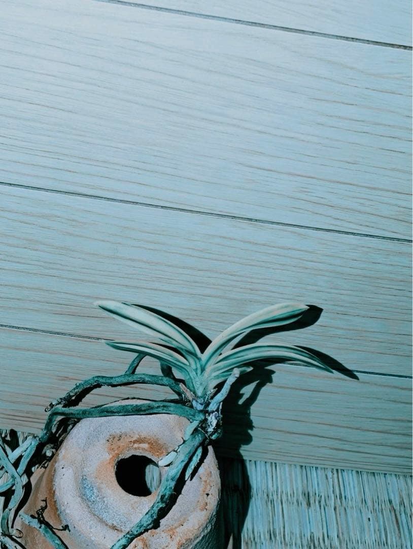 【むっちゃんさん専用品】富貴蘭「不老白」最上柄