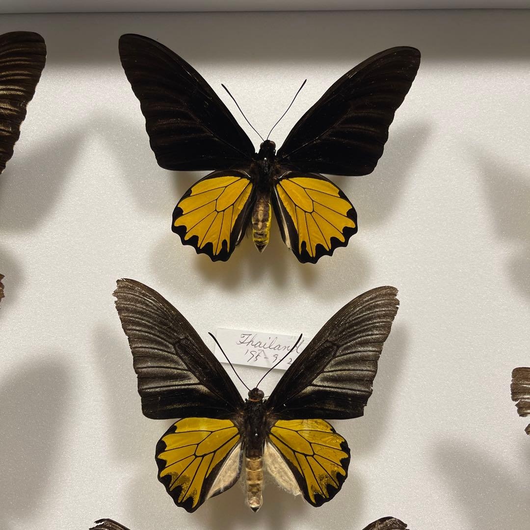 キシタアゲハ　11頭