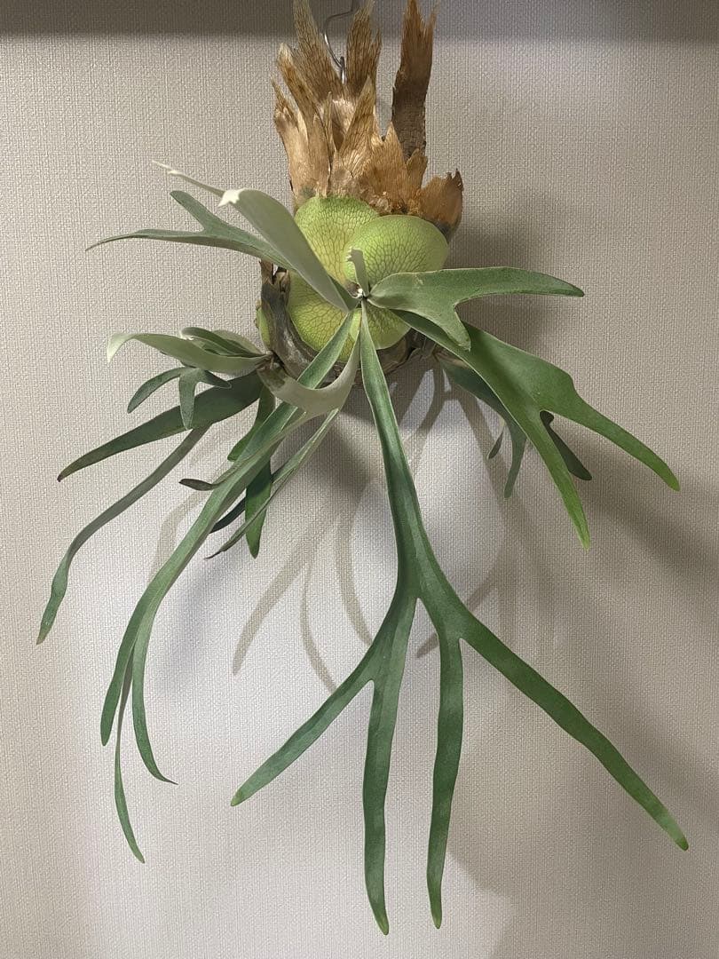 ビカクシダ　veitchii from@IMAMA